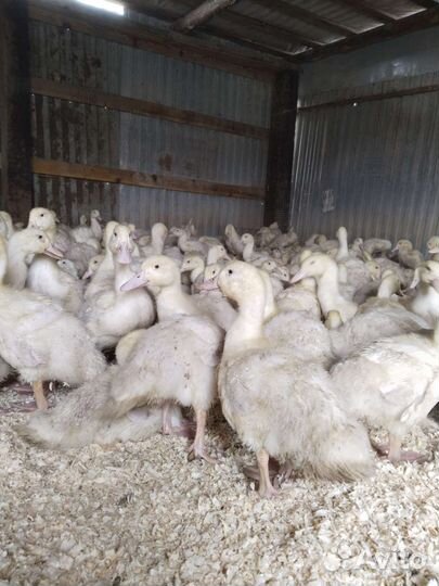 Гуси 40 дней