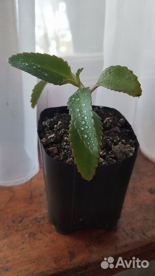 Каланхое лечебное