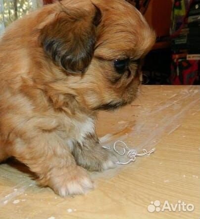 Щенок пекинеса