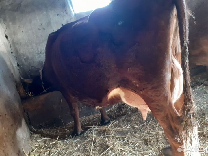 Дойные коровы