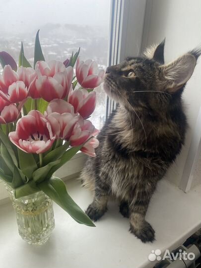 Котята мейнкун