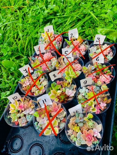 Суккуленты наборы и композиции, садики, грунт