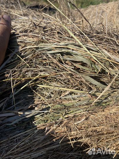 Сено в рулонах