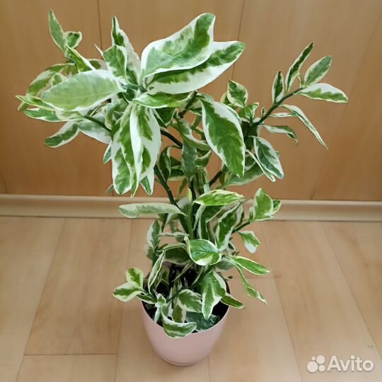 Комнатное,экзотическое растение Педилантус