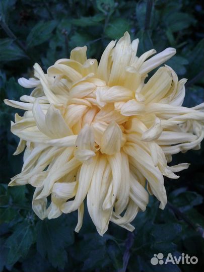 Многолетние цветы, хризантемы корейские