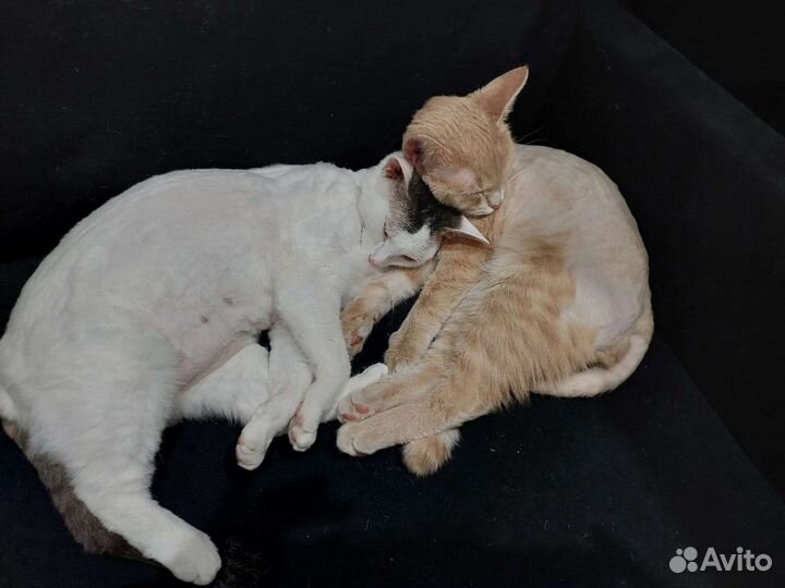 Кошка и кот