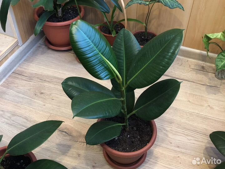 Комнатные цветы