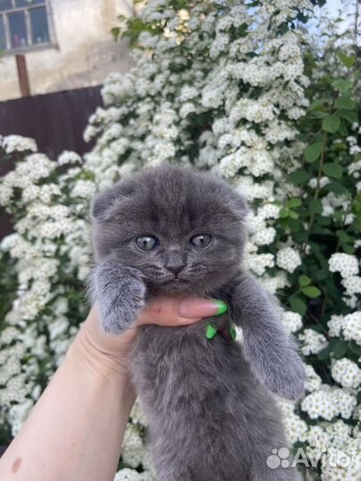 Шотландская