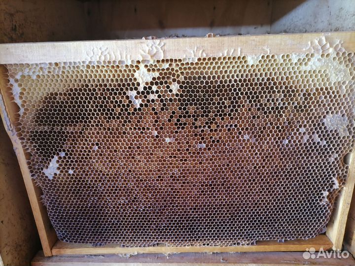 Сушь для пчел