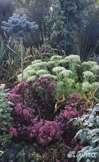 Садовые цветы