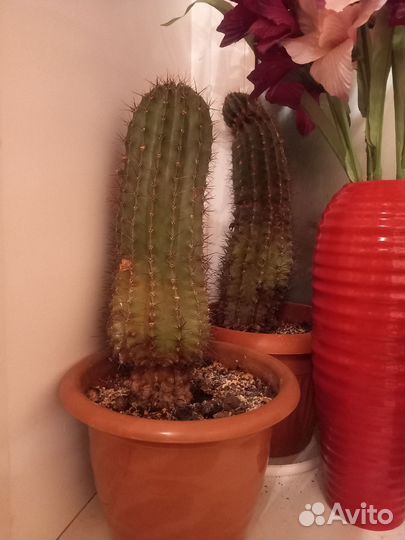 Кактус 20 лет