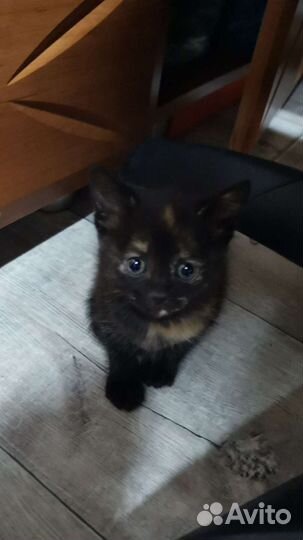 Котики бесплатно в добрые руки