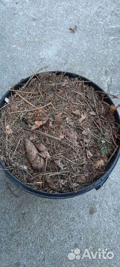 Хвойный опад, перегной