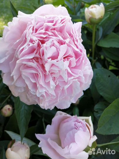 Пион Сара Бернар, хоста, бересклет, лаванда