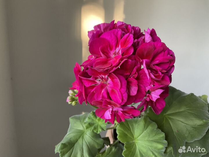 Пеларгония