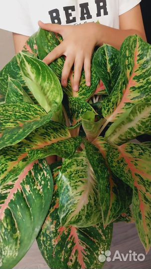 Аглаонема боксинг