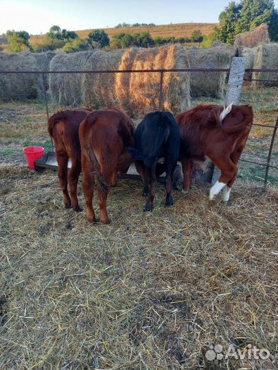 Телята-телки