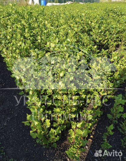 Пирамидальный Тополь без пуха саженцы черенки