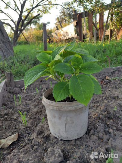 Гортензия саженцы древовидная