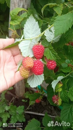 Саженцы малины