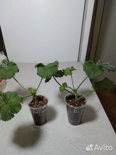 Пеларгония герань сортовая