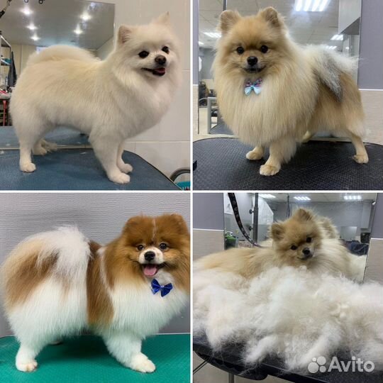 Груминг, стрижка собак и кошек