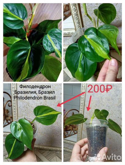 Филодендрон несколько сортов