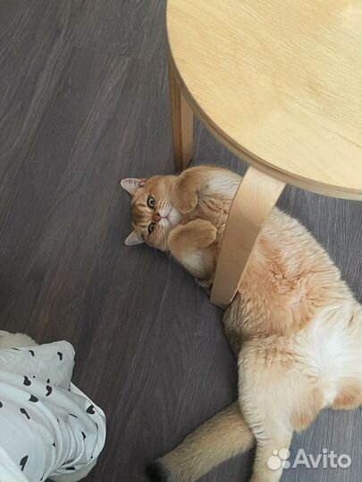 Кот вязка шотландская золотая шиншилла