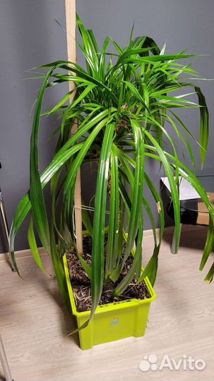 Пальма панданус в горшке