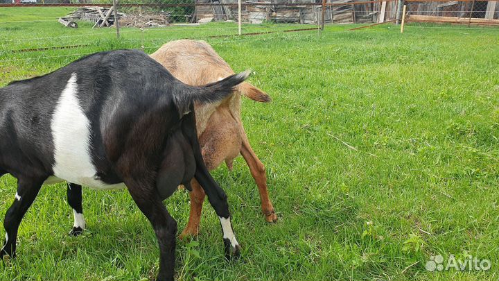 Англо-нубийская коза