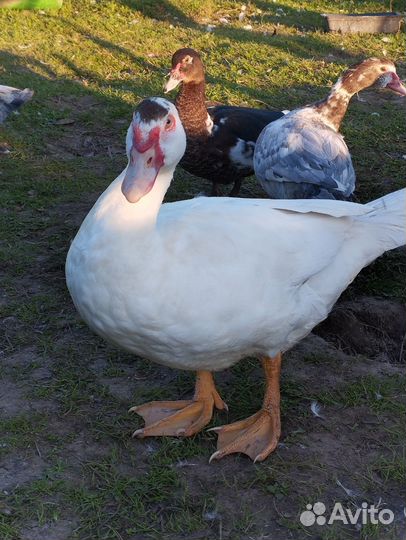 Мускусные утки