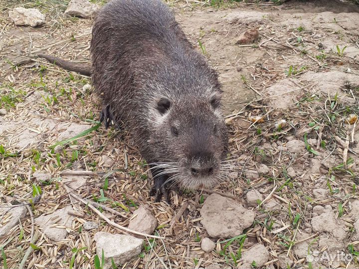 Нутрии на племя