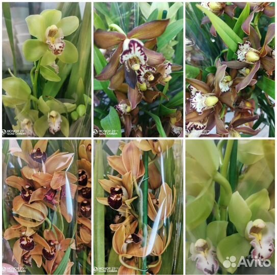 Цимбидиум ароматные 14 горшок