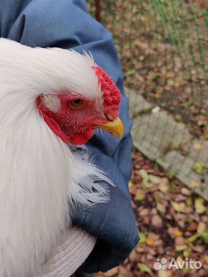 Брама белая