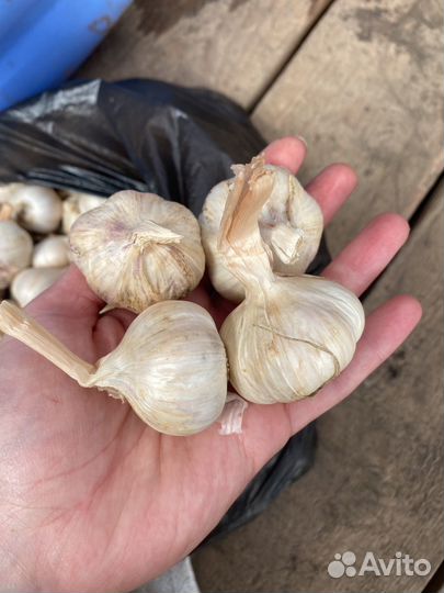 Чеснок на посадку