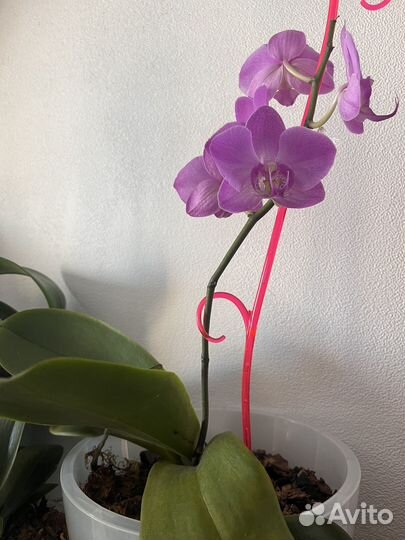 Орхидея фаленопсис