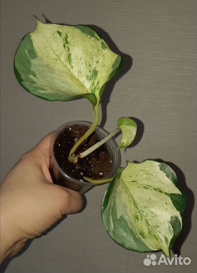 Комнатные растения