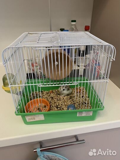 Джунгарский хомяк с клеткой бесплатно