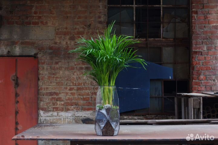 Пальма в кашпо