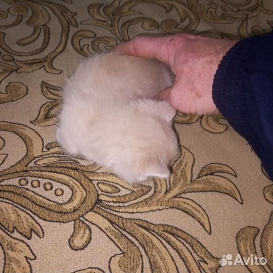 Кошки в добрые руки