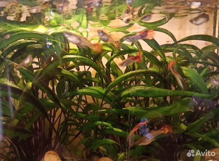 Рыбки гуппи