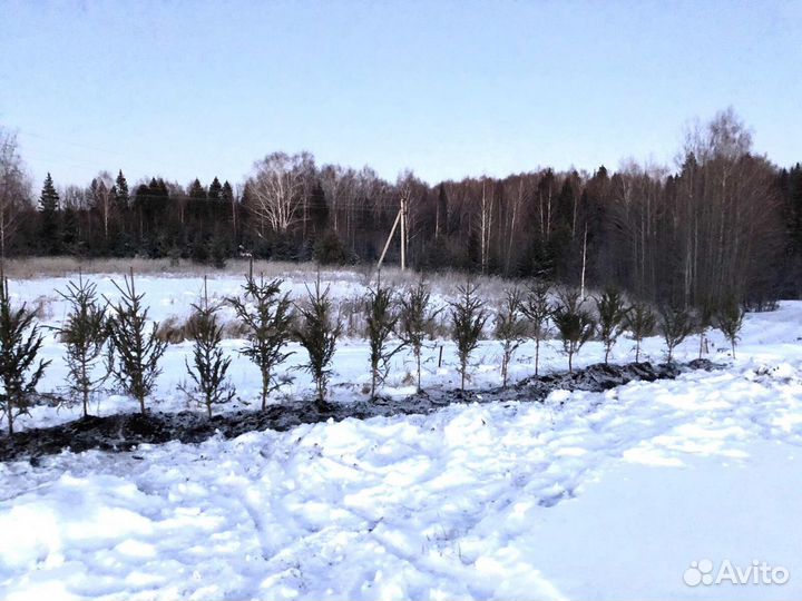 Продам саженцы сосны и ели всех размеров, а так же