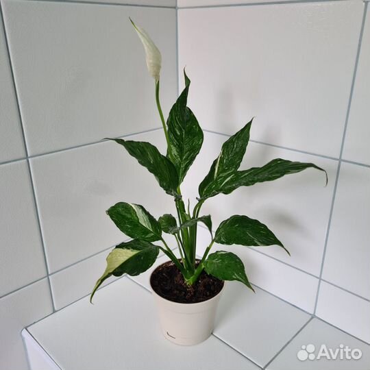 Спатифиллум Diamond(Даймонд)