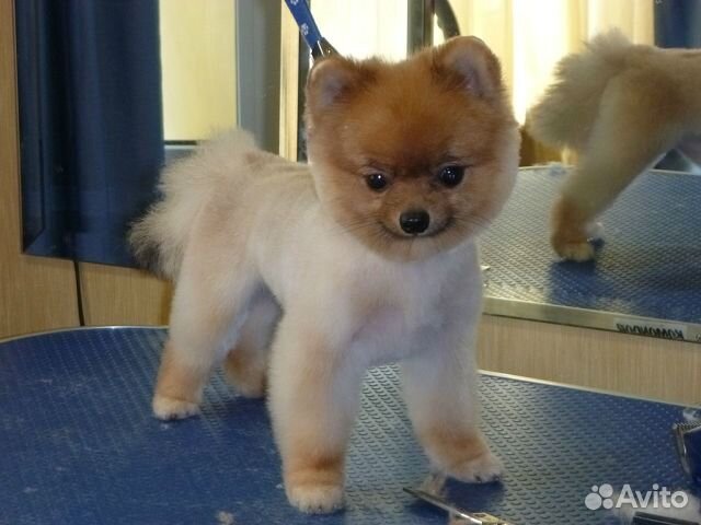 Профессиональная стрижка собак и кошек