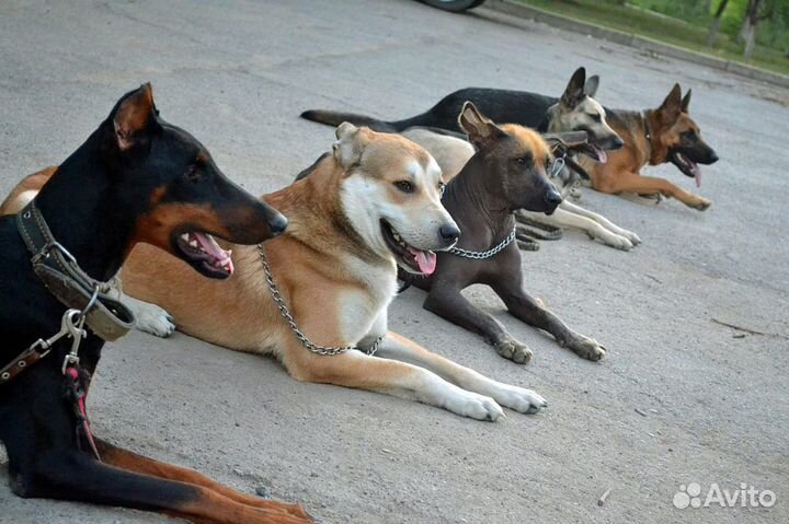 Дрессировка