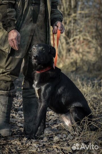 Очень красивая собака в добрые руки