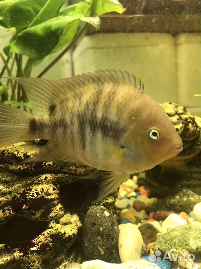 Цихлазома Седжика