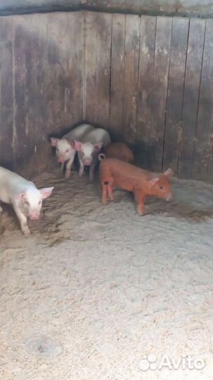 Мясо деревенское свинина