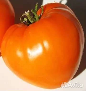 Семена коллекционных томатов