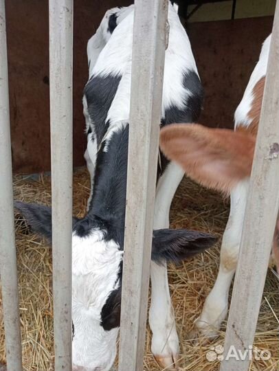 Телята бычки